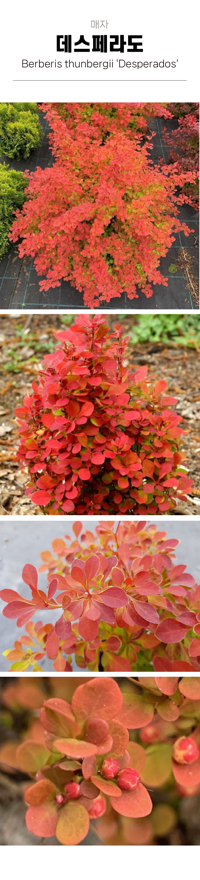 c16ba89c5f8ffb0970191a80a26c2164_1754016653_0692.jpg c16ba89c5f8ffb0970191a80a26c2164_1754016653_0692.jpg