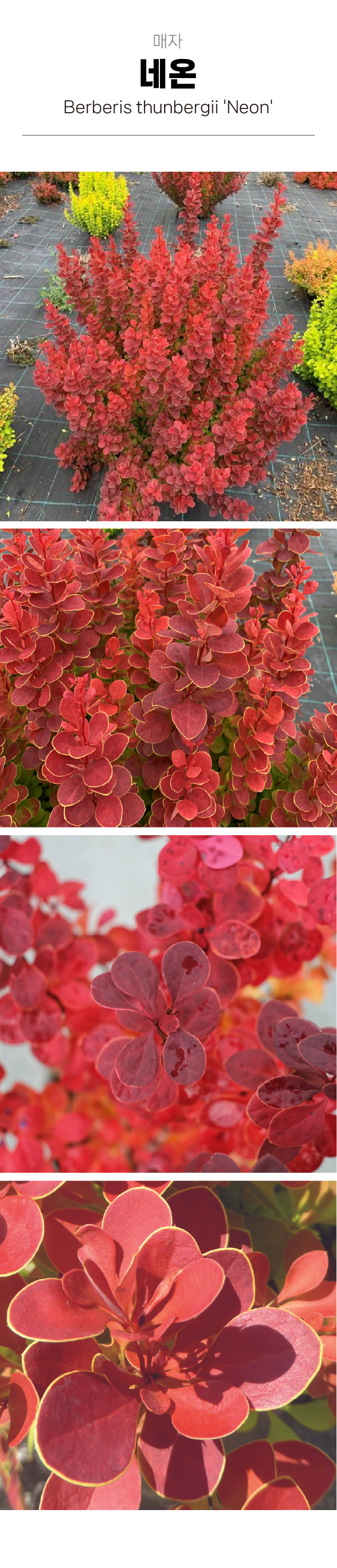 c16ba89c5f8ffb0970191a80a26c2164_1754016653_5747.jpg c16ba89c5f8ffb0970191a80a26c2164_1754016653_5747.jpg