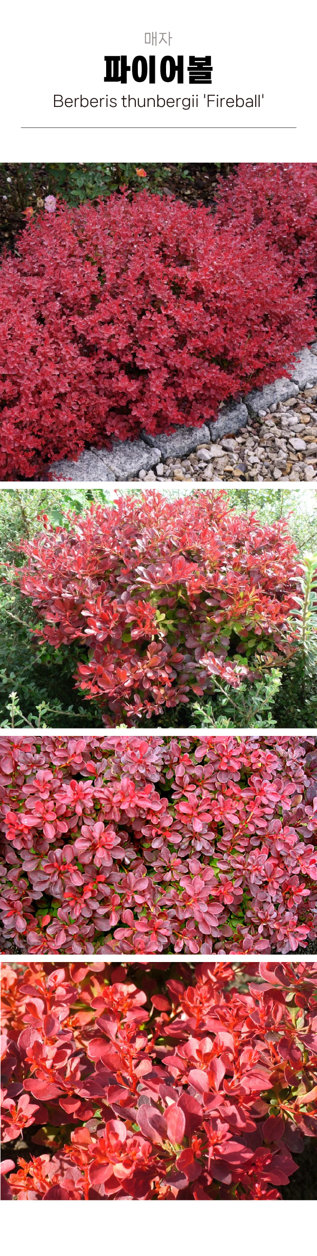 c16ba89c5f8ffb0970191a80a26c2164_1754016654_0635.jpg c16ba89c5f8ffb0970191a80a26c2164_1754016654_0635.jpg