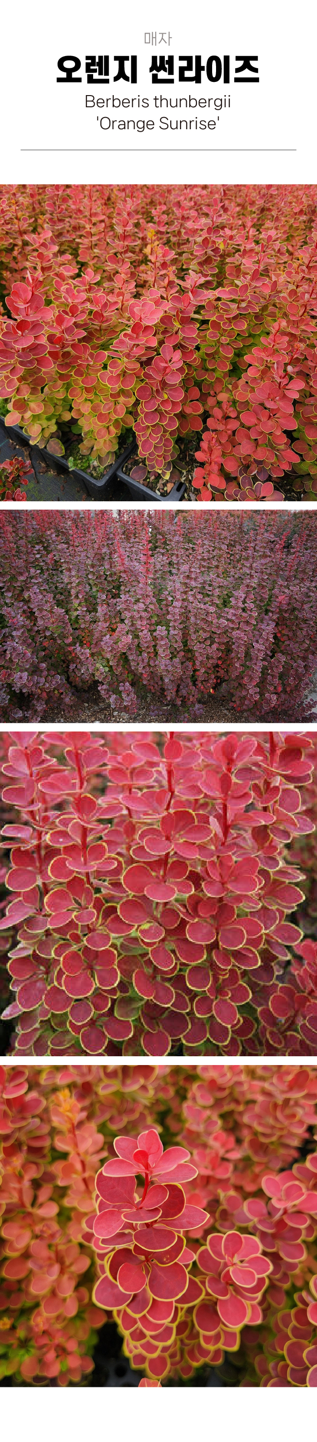 c16ba89c5f8ffb0970191a80a26c2164_1754016655_4834.jpg c16ba89c5f8ffb0970191a80a26c2164_1754016655_4834.jpg